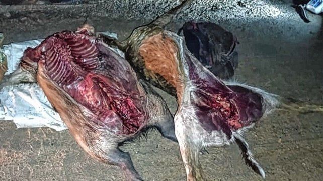 Caza ilegal en la Ruta 4: detienen a dos hombres con animales faenados.