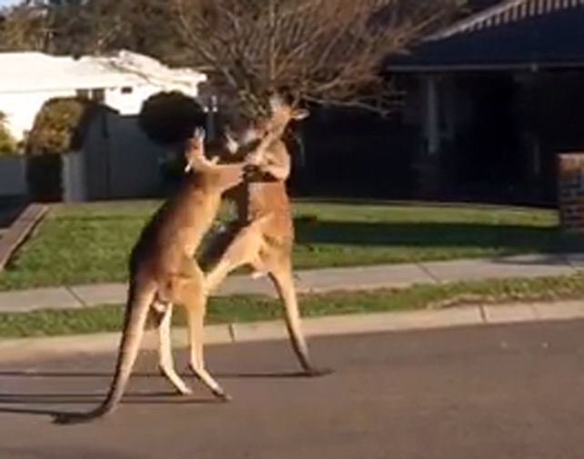 Dos canguros se agarraron a piñas en plena calle y el video se viralizó en la web