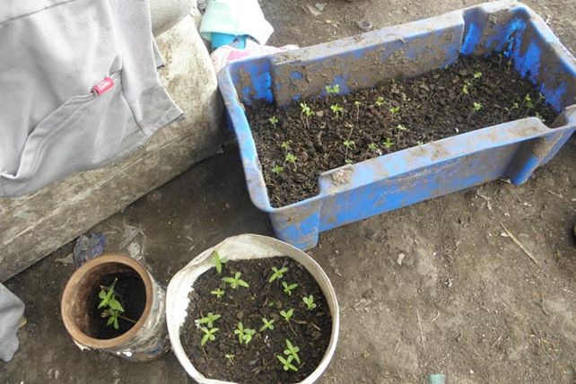 Cocaína y marihuana en barrio Capibá