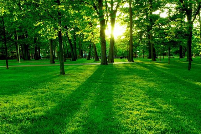 Por la regulación de los bosques