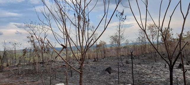 Los bomberos santafesinos trabajan intensamente para salvar selva autóctona