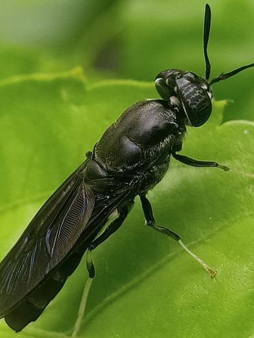 Larvas de mosca para transformar residuos en un fertilizante agrícola