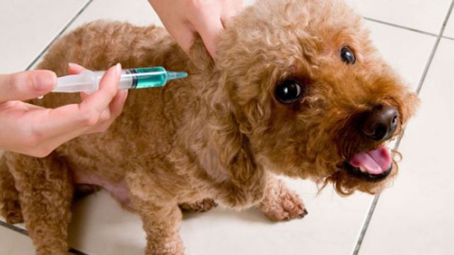 Recuerdan vacunar contra la rabia a perros y gatos a partir de los tres meses de edad. 
