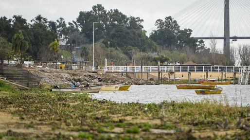 Qué traen los camalotes que llegan a las costas de Rosario en plena crecida del Paraná