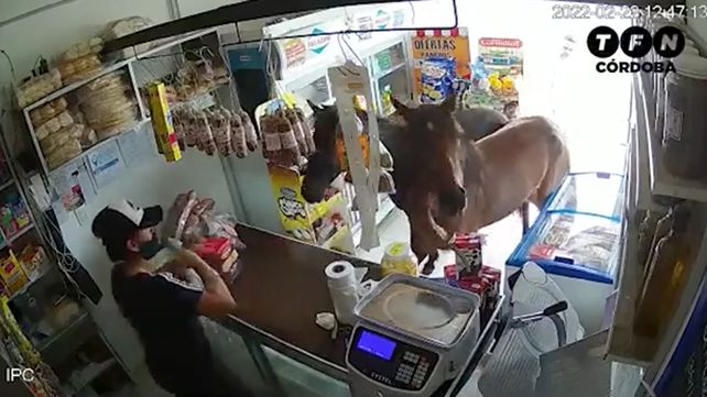 Clientes poco habituales: dos caballos ingresaron a un almacén y se comieron la mercadería