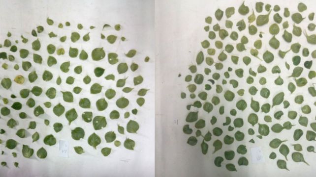 Mejora para el manejo productivo de especies ornamentales