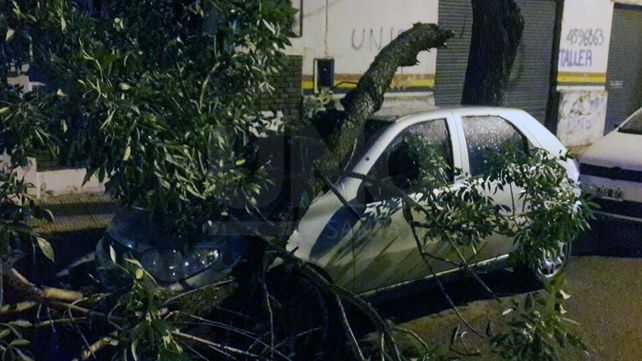 Mala suerte: parte de un árbol cayó sobre un auto en calle Urquiza
