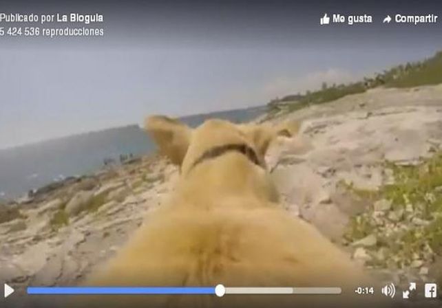 La tremenda emoción de un perro que se mete al mar