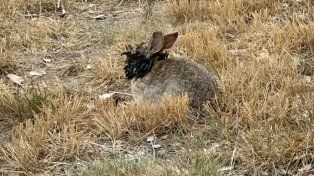 Aparecieron en EEUU conejos con tentáculos por el ataque de un virus