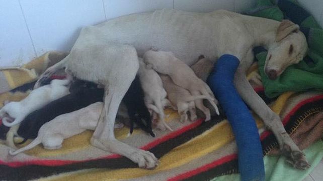 Una perra desnutrida y lastimada recorre tres kilómetros para pedir ayuda por sus cachorros