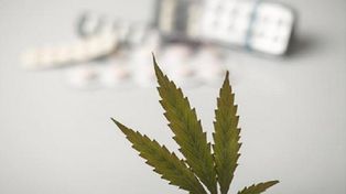 En Estados Unidos se venden supositorios vaginales de marihuana para el dolor menstrual