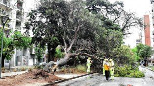 Un árbol se cayó por el temporal y trajo complicaciones en el tránsito