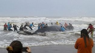 Rescataron a una ballena jorobada en Mar del Tuyú