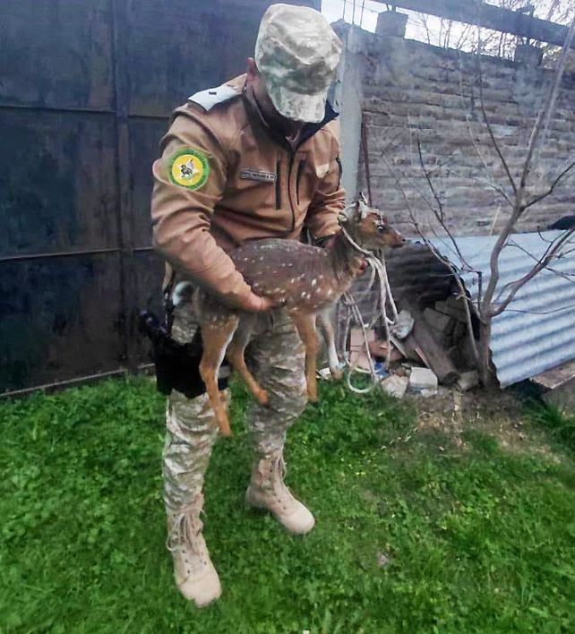Allanamientos de personal de Delitos Rurales secuestran armas