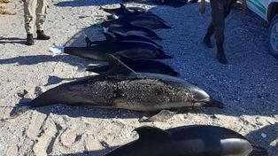 Dieciséis delfines aparecieron muertos en la costa de Río Negro: huían de una familia de orcas