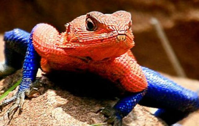 La especie habita en un parque nacional de Kenia.