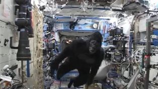 La broma del gorila en el espacio casi mata del susto a un astronauta