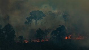 Amazonia: ¿catástrofebrasileña o mundial?