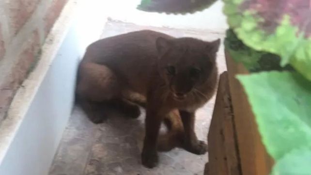 Un puma en peligro de extinción apareció en el patio de una casa Un puma en peligro de extinción apareció en el patio de una casa