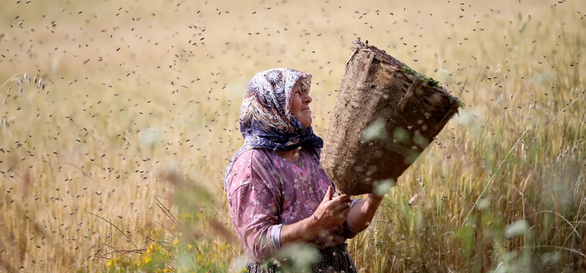 Krklareli, Turquía. Hidayet Tuna, de 68 años, ayuda a su nuera con su negocio de apicultura. Fotografía: Özgün Tiran/Agencia Anadolu/Getty Images Krklareli, Turquía. Hidayet Tuna, de 68 años, ayuda a su nuera con su negocio de apicultura. Fotografía: Özgün Tiran/Agencia Anadolu/Getty Images