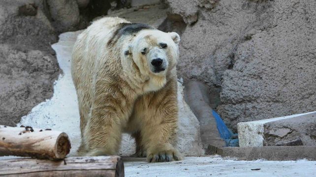 El único oso polar de Argentina se encuentra en delicado estado de salud.
