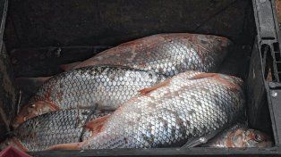 Alarma por la caída del sábalo en el río Paraná: investigadores santafesinos pusieron el foco en la crisis hídrica