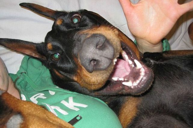 Fotos selfies de los animalitos más divertidos