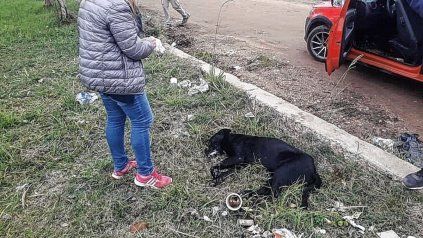 matanza-perros-y-gatos-concordia-1jpg