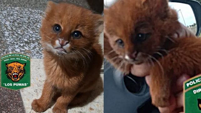 El cachorro de yaguarundí rescatado en San Justo por la Guardia Rural “Los Pumas”.