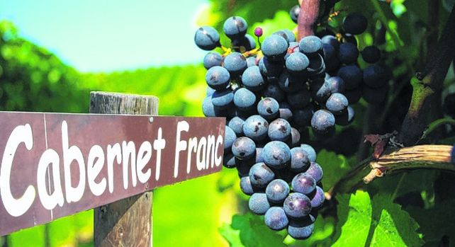 cabernet franc. Es la cuarta cepa más vendida en los de alta gama.
