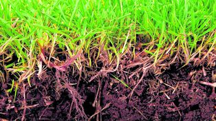 Un suelo vivo y sano para mitigar el cambio climático