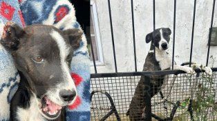 Concordia: rescataron a dos perros que estaban desnutridos y en condiciones de maltrato