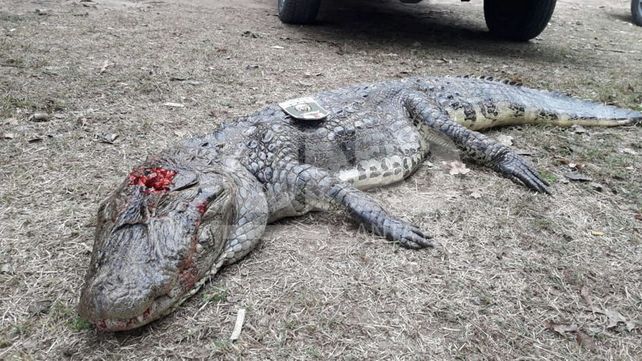 Sorprendieron a cazador que mató de un tiro en la cabeza a un yacaré