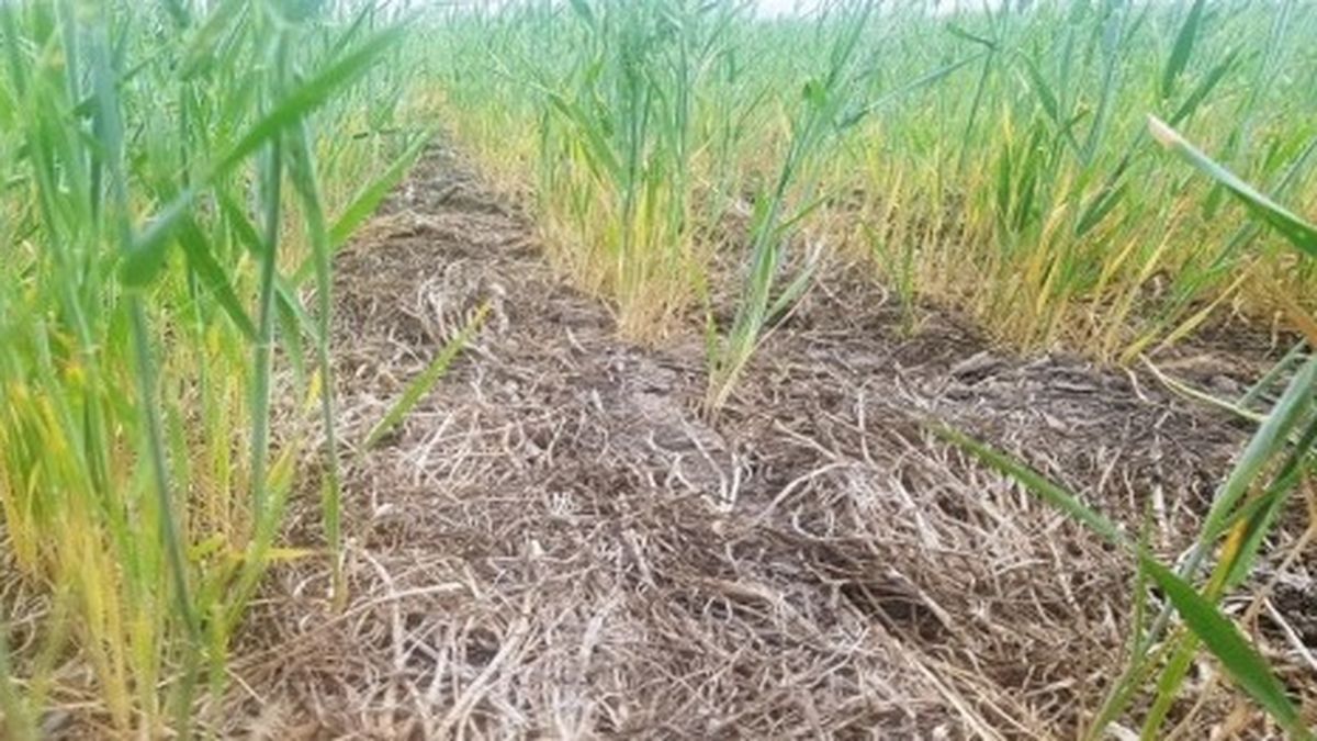 Las lluvias no alcanzaron y recortan las estimaciones de producción de ...