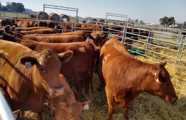 La raza Angus debería avanzar más al norte de Santa Fe y Córdoba donde se vende muy bien