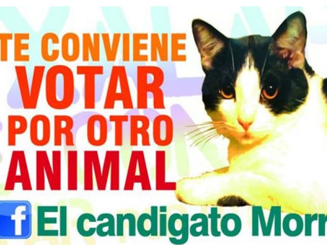 En México postulan a un gato como alcalde