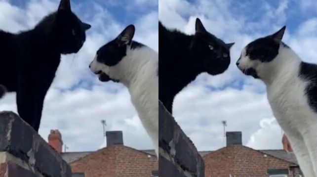 Los gatos hablaron en una cerca en Inglaterra y el video se hizo viral.