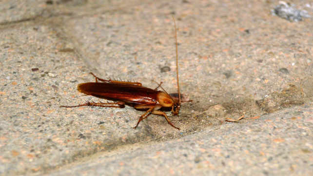 Las cucarachas suelen aparecer en patios