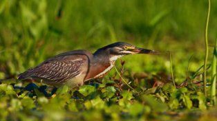 Parques Nacionales: se realizó censo de aves en el Pre Delta
