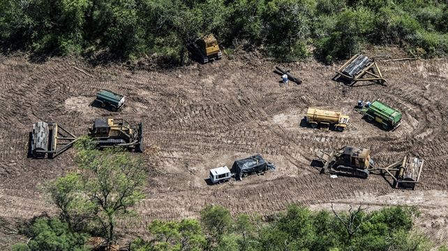 En 20 años el país perdió 438 mil hectáreas de bosque primario