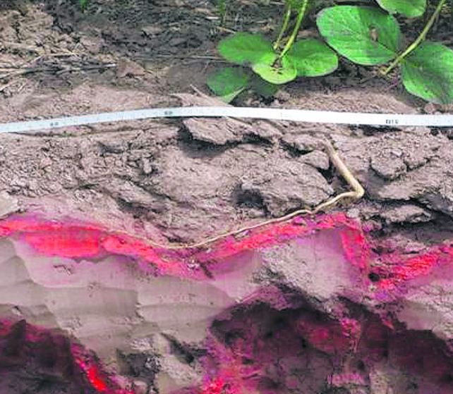 suelo. El efecto de la compactación sobre el crecimiento de raíces.