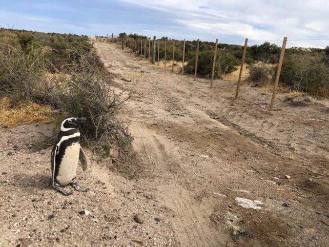 Los expertos aseguran que el daño ambiental en la colonia de pingúinos de Punta Tombo es irreparable.&nbsp;