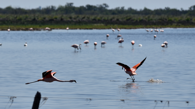 Flamencos en Campo Andino.