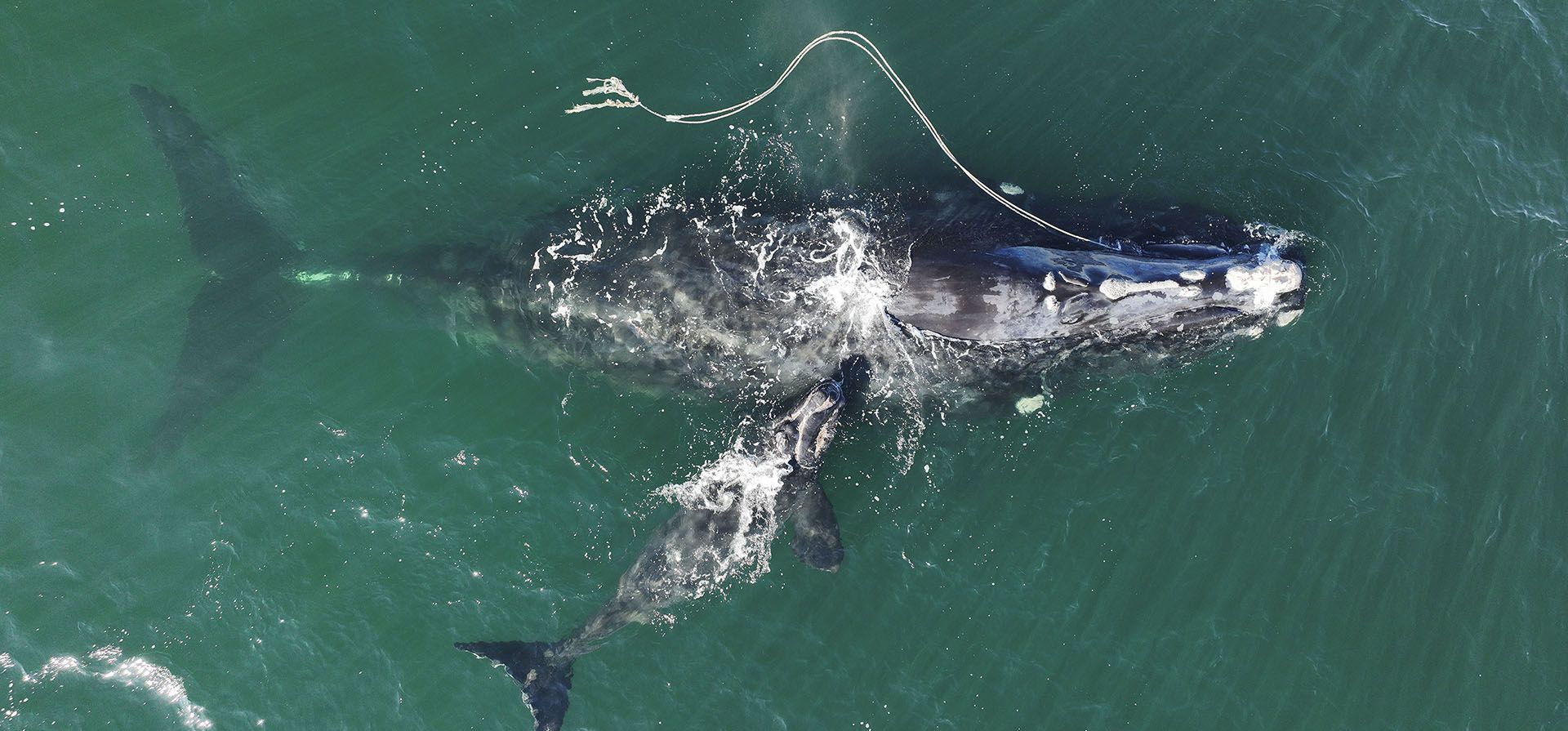 Una ballena franca del Atlántico norte en peligro de extinción enredada en una cuerda de pesca y avistada con una cría recién nacida el 2 de diciembre de 2021 en aguas cercanas a Cumberland Island, Georgia. La prohibición de pesca de langosta en un área de casi 1,000 millas cuadradas frente a Nueva Inglaterra se impuso este miércoles 13 de julio de 2022 para tratar de proteger a las ballenas en peligro de extinción. El Servicio Nacional de Pesca Marina emitió el año pasado una nueva normativa que prohibía la pesca de langosta con boyas verticales en parte del otoño e invierno en la zona.