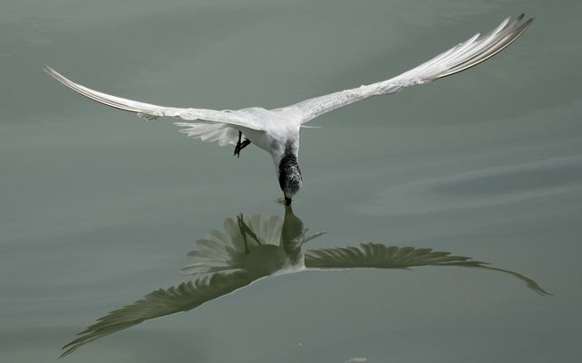Un charrán busca comida en la bahía de Manila