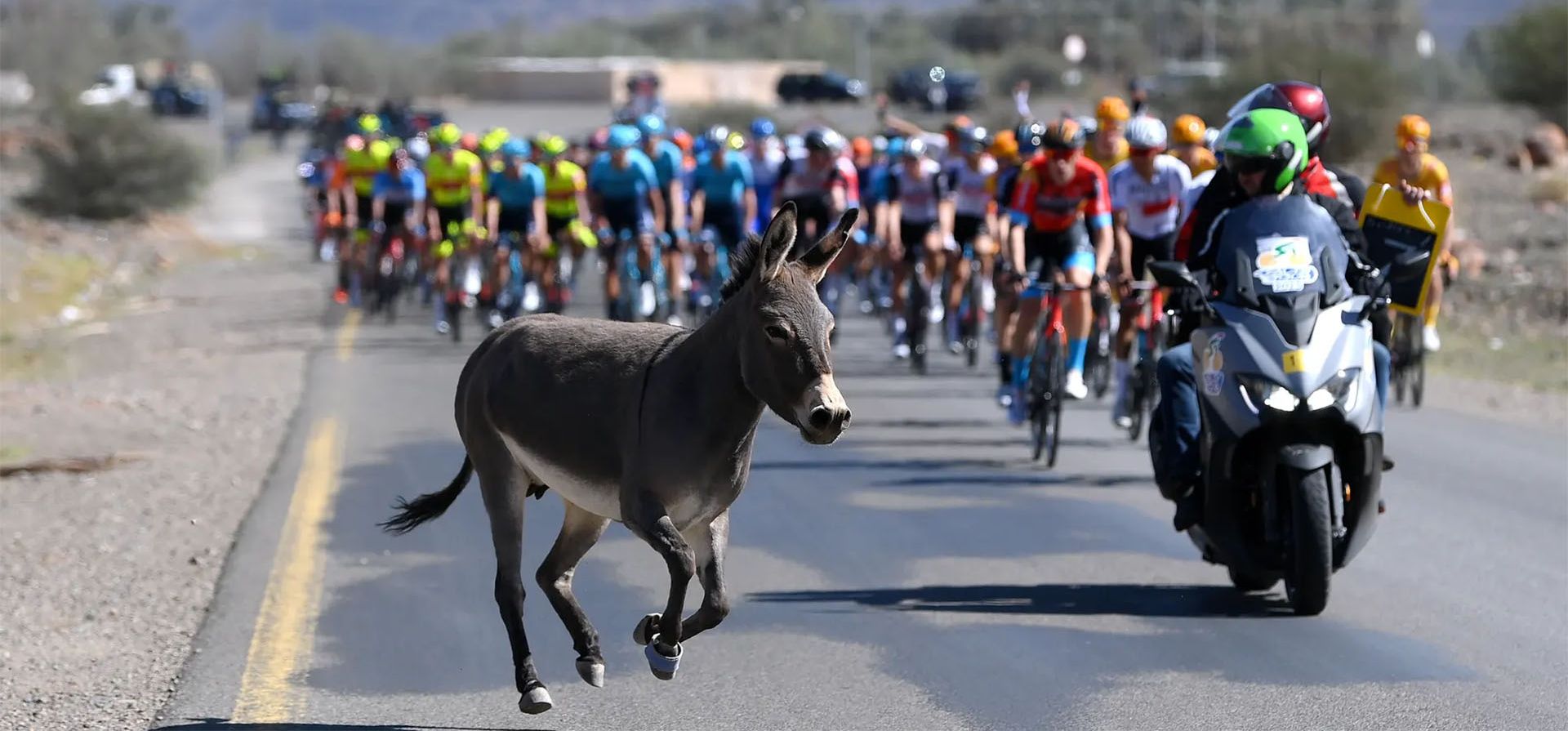 Un burro cruza la carretera mientras el pelotón de ciclistas compite durante la Etapa 3, una etapa de 159,2 km, Abu Rakah, Arabia Saudí. Fotografía: Alex Broadway/Getty Images