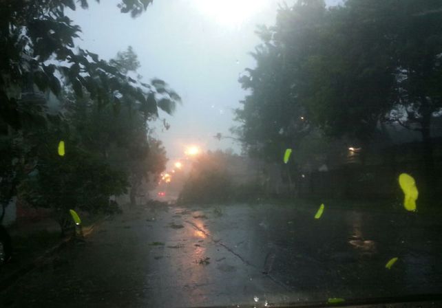 ärbols caídos en la zona de Urquiza y Cándido Pujato./ gentileza lectores UNO.