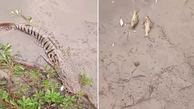 Expertos de la provincia investigan la mortandad de peces ocurrida en arroyo Hernandarias. Se informó a los municipios de Hernandarias y Piedras Blancas