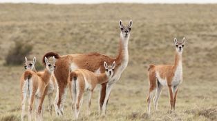 Quieren promover la carne de guanaco ante la superpoblación del animal en la Patagonia