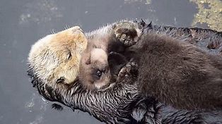 Conmovedoras imágenes de una nutria haciéndole mimos a su cría recién nacida